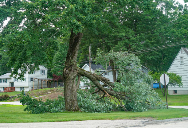 How Our Tree Care Process Works  in  Angustura, NM